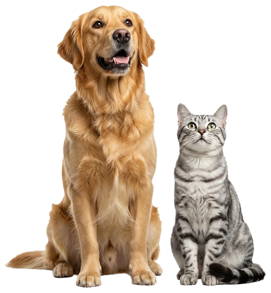 Cane e gatto in salute
