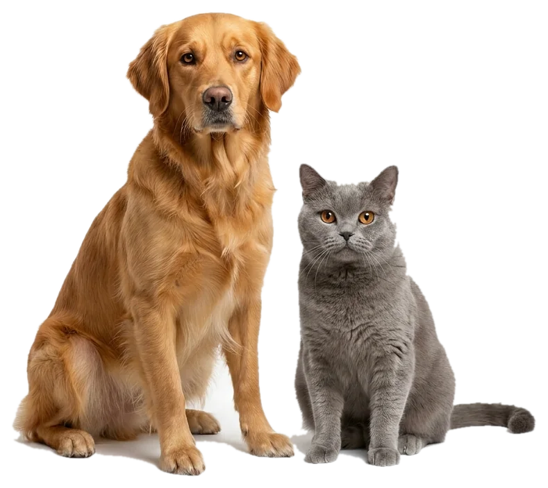 Un cane e un gatto