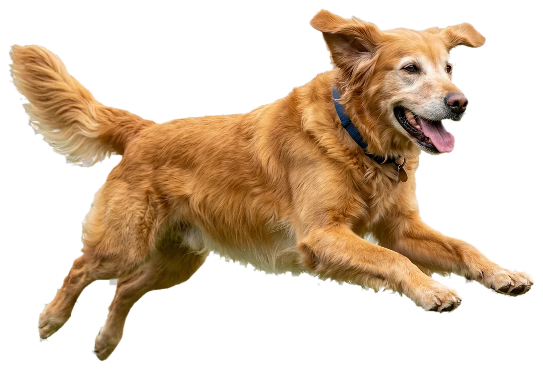 Cane sereno dopo ozonoterapia