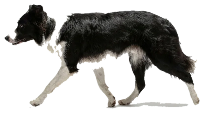 Border collie in movimento