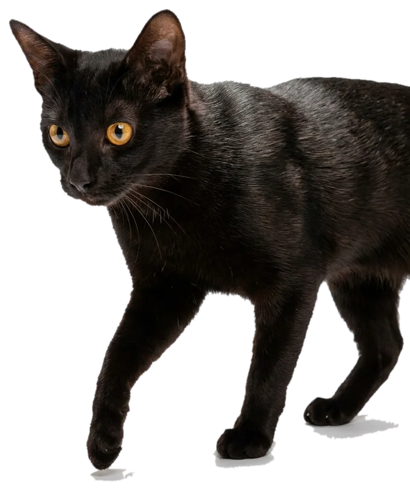 Gatto in salute, vitalità rigenerata